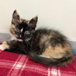 Astrilde, Adoptable, Kitten Female Domestic Long Hair.