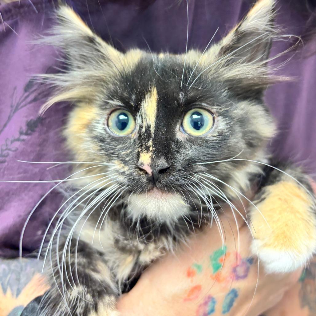 Enlarge Astrilde, a Adoptable Domestic Long Hair in Commerce City, CO image 2/6