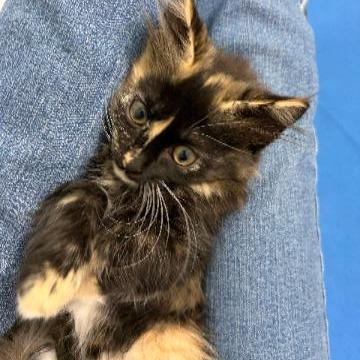 Enlarge Astrilde, a Adoptable Domestic Long Hair in Commerce City, CO image 4/6