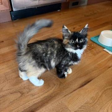 Enlarge Astrilde, a Adoptable Domestic Long Hair in Commerce City, CO image 5/6