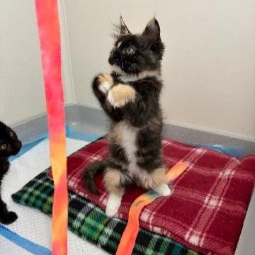 Enlarge Astrilde, a Adoptable Domestic Long Hair in Commerce City, CO image 6/6
