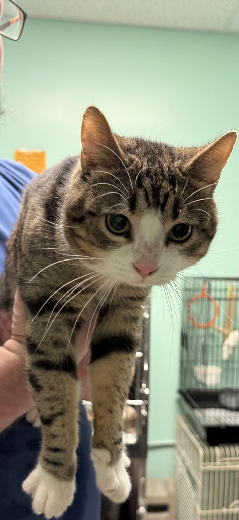 Enlarge 'Chino, a Adoptable mixed breed in Athens, OH image 1/1