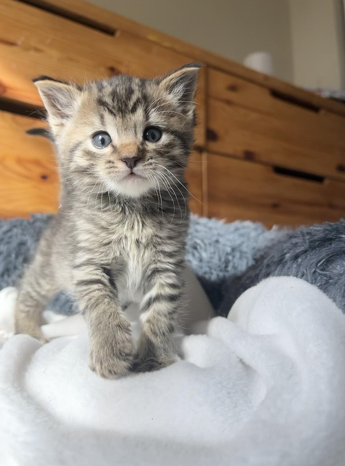 Enlarge Lil Punch, a Adopted Domestic Short Hair in Davis, CA image 1/3