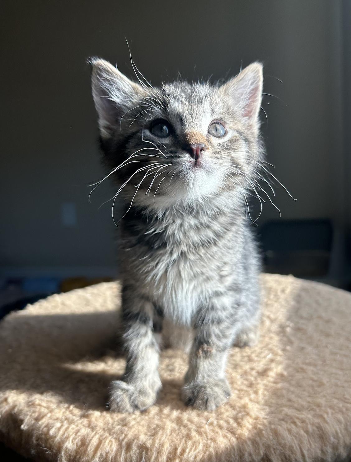 Enlarge Lil Punch, a Adopted Domestic Short Hair in Davis, CA image 2/3