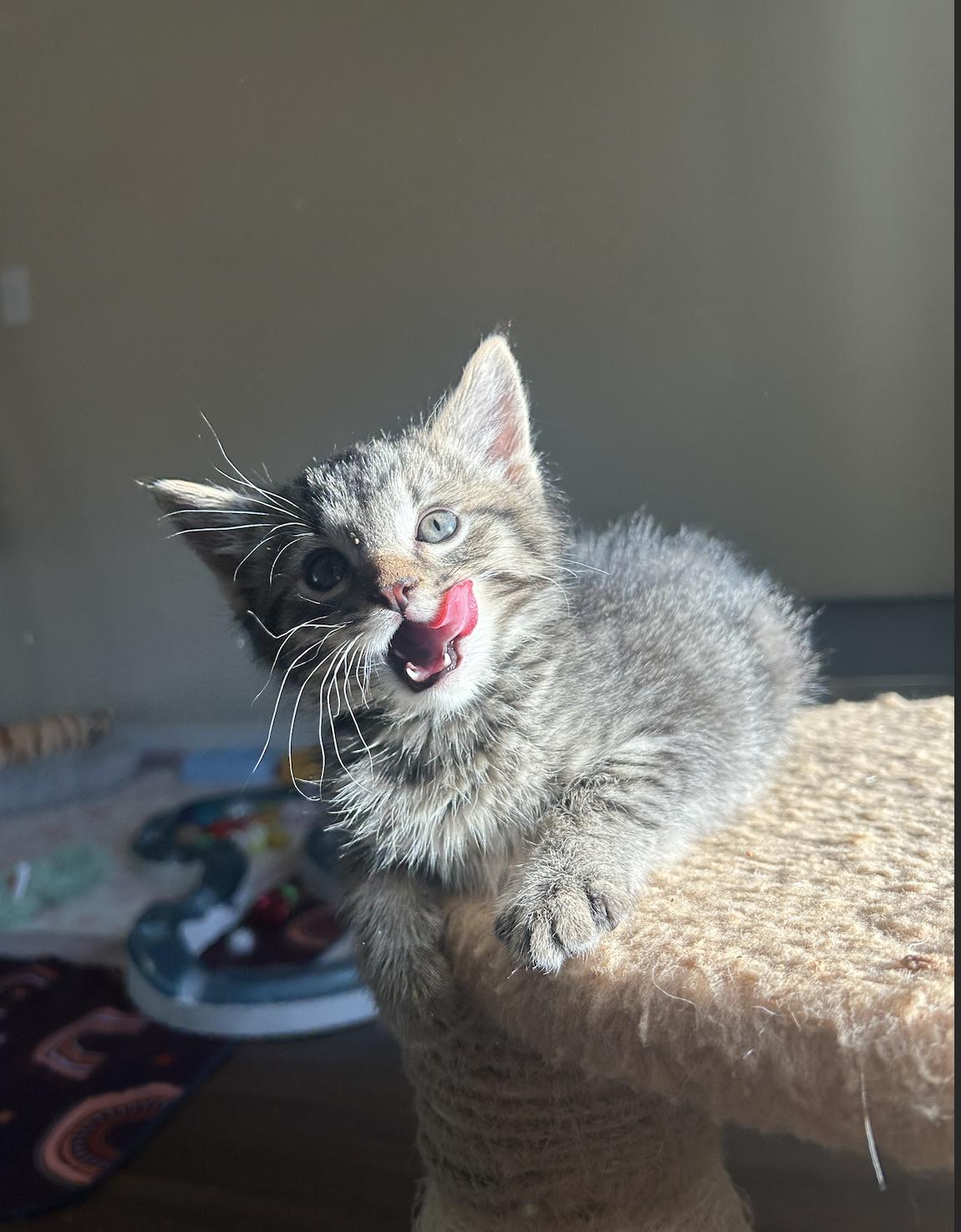 Enlarge Lil Punch, a Adopted Domestic Short Hair in Davis, CA image 3/3