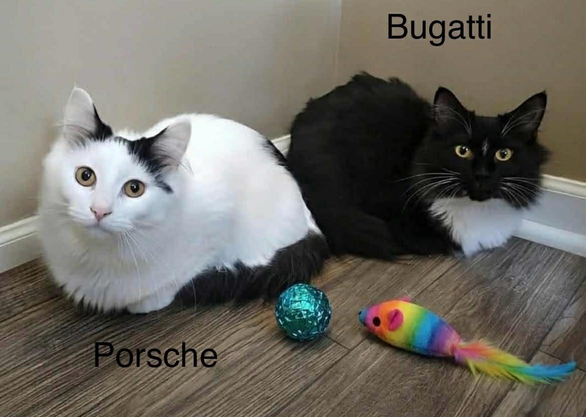 Enlarge Porsche ~ Adopted 2/28/26, an adopted Domestic Long Hair in Livonia, MI image 3/4