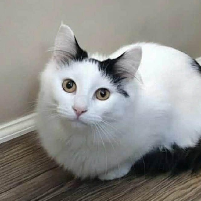 Enlarge Porsche ~ Adopted 2/28/26, an adopted Domestic Long Hair in Livonia, MI image 1/4