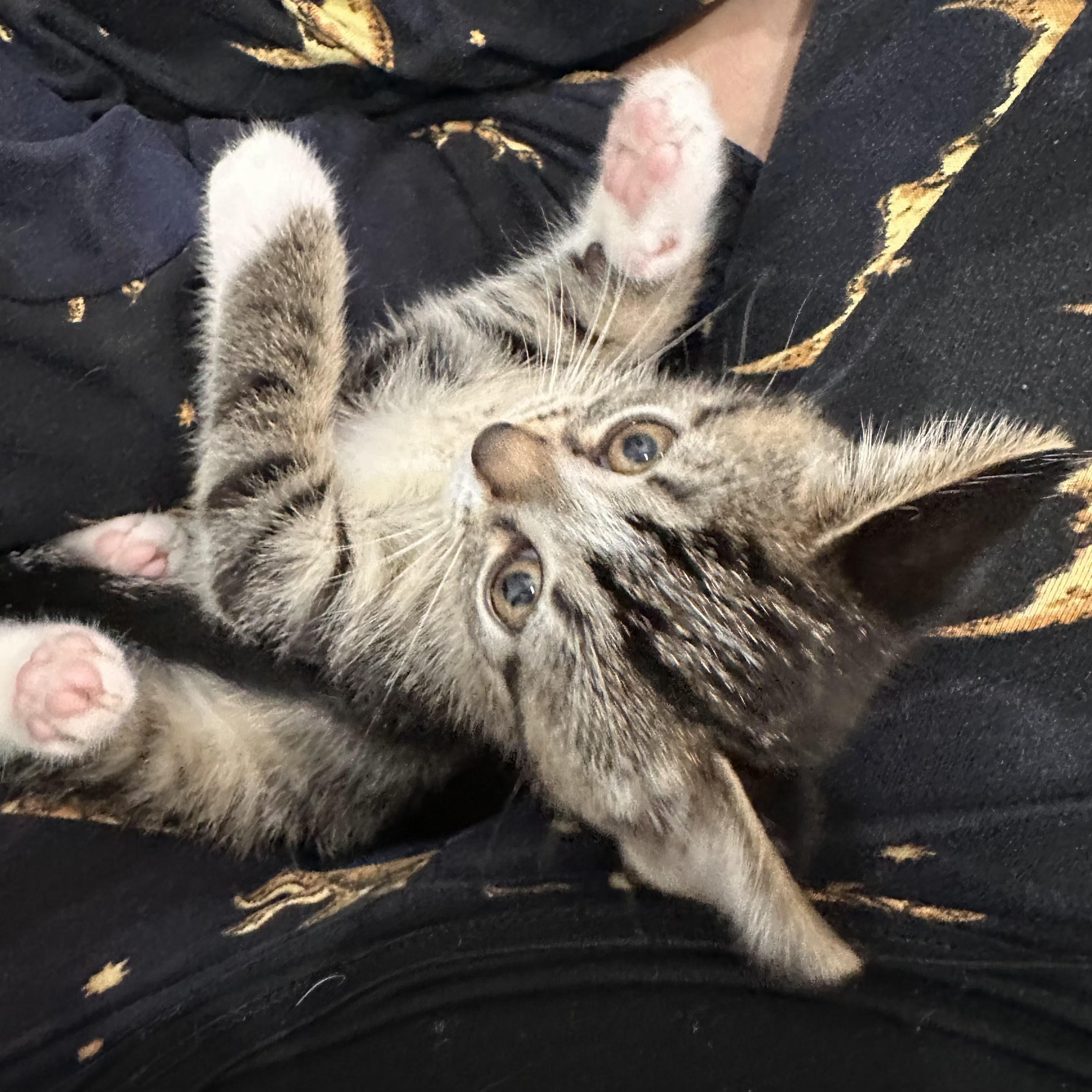 Easton, an adopted Domestic Short Hair in Grand Rapids, MI image 3/3