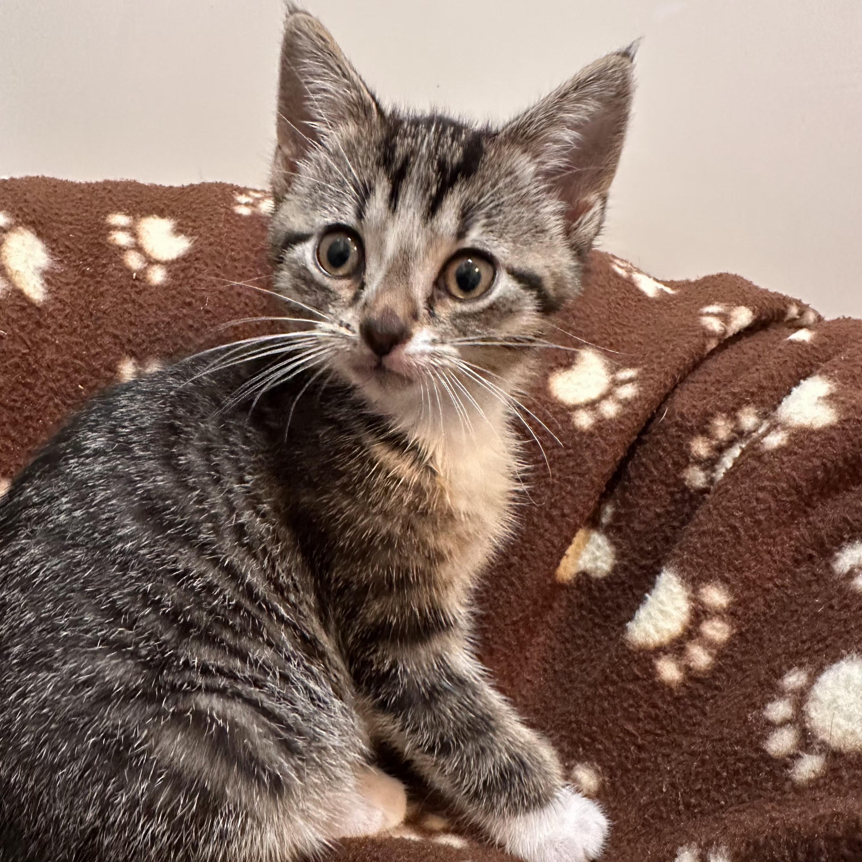 Easton, adopted, Kitten Female Domestic Short Hair.