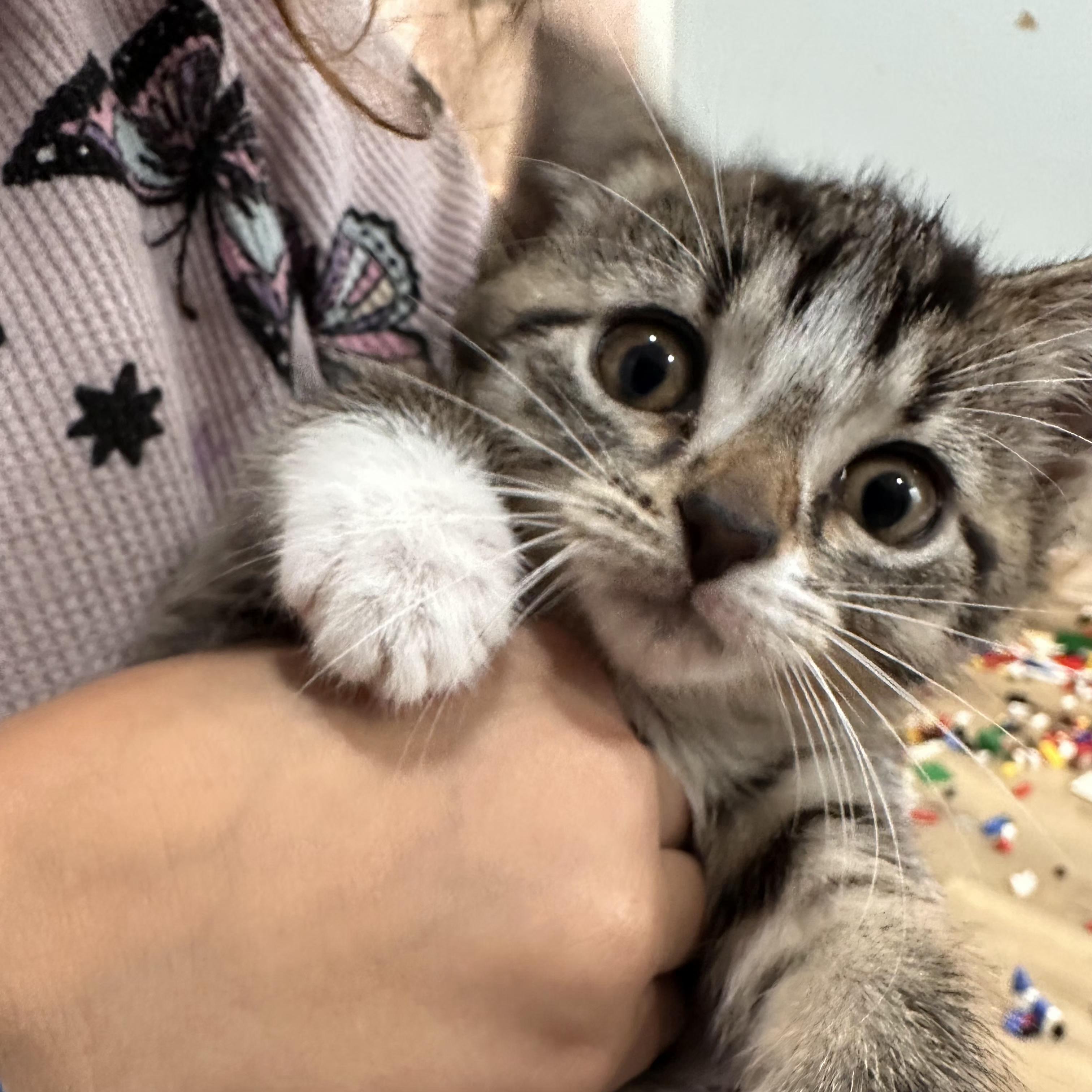 Easton, an adopted Domestic Short Hair in Grand Rapids, MI image 2/3