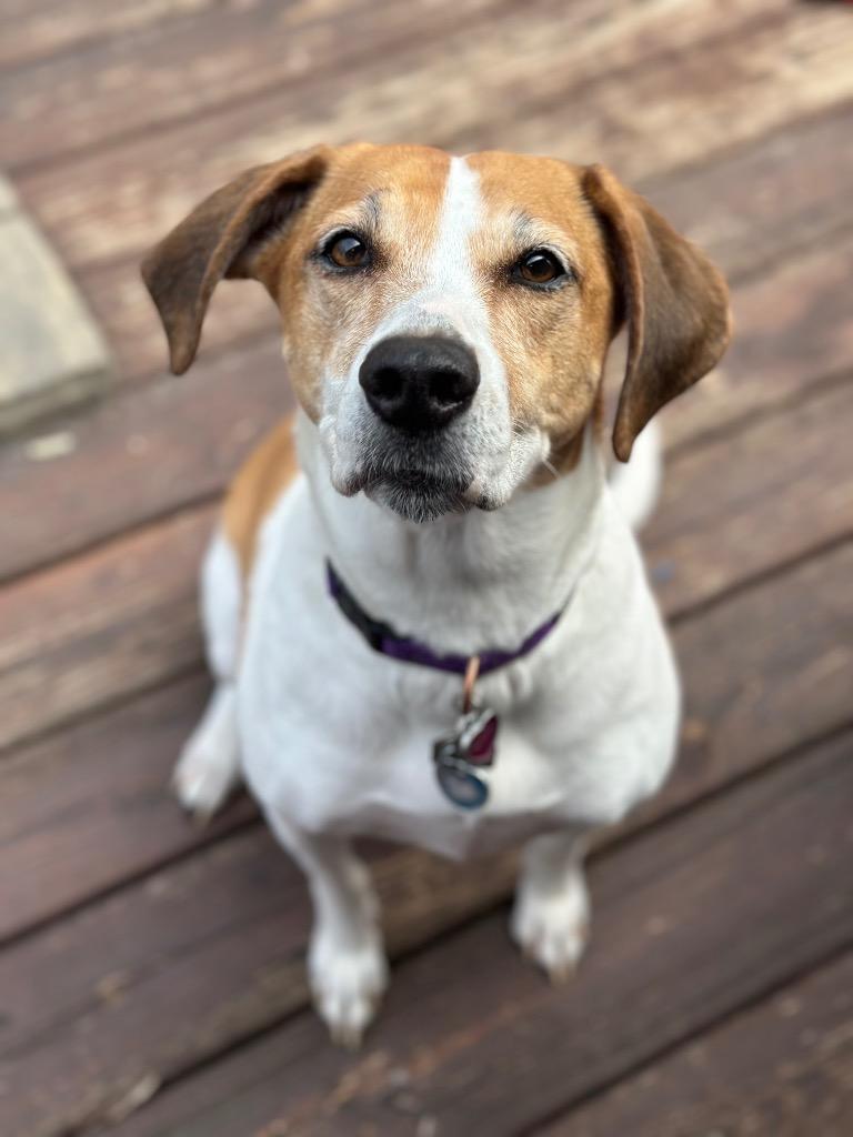 Lydia, Adoptable, Adult Female Hound & Mixed Breed.