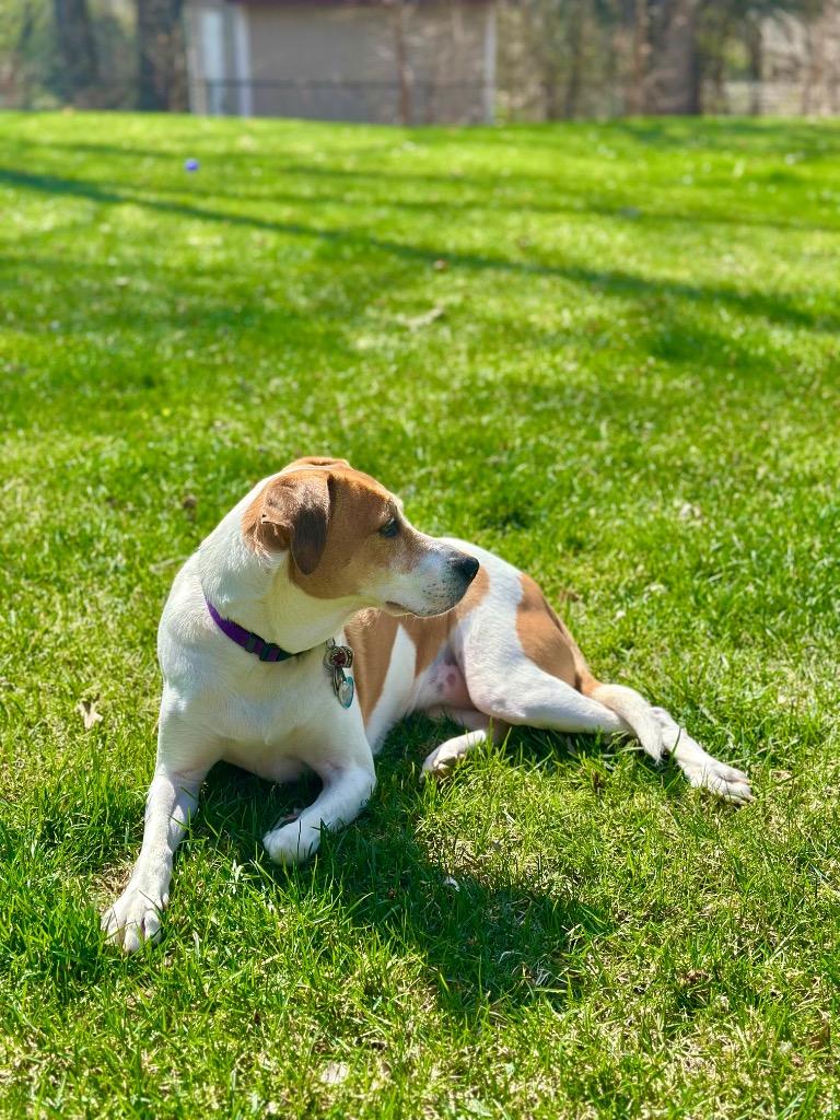 Lydia, a Adoptable mixed breed in Savage, MN image 2/6