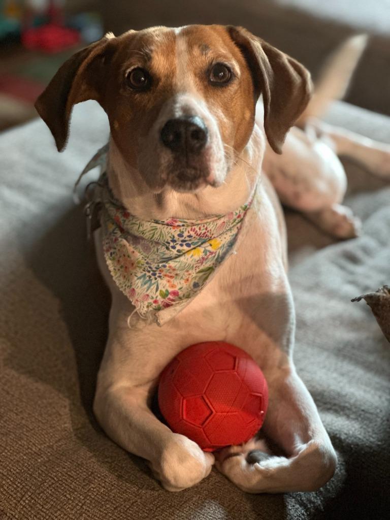 Lydia, a Adoptable mixed breed in Savage, MN image 3/6
