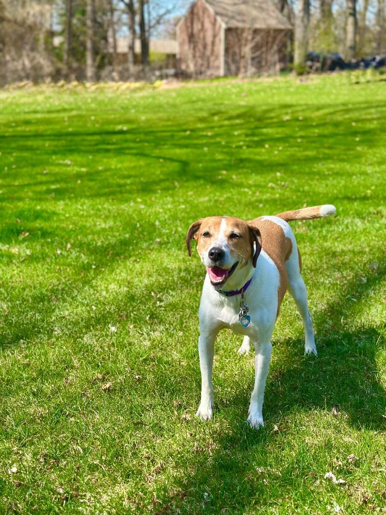 Lydia, a Adoptable mixed breed in Savage, MN image 4/6