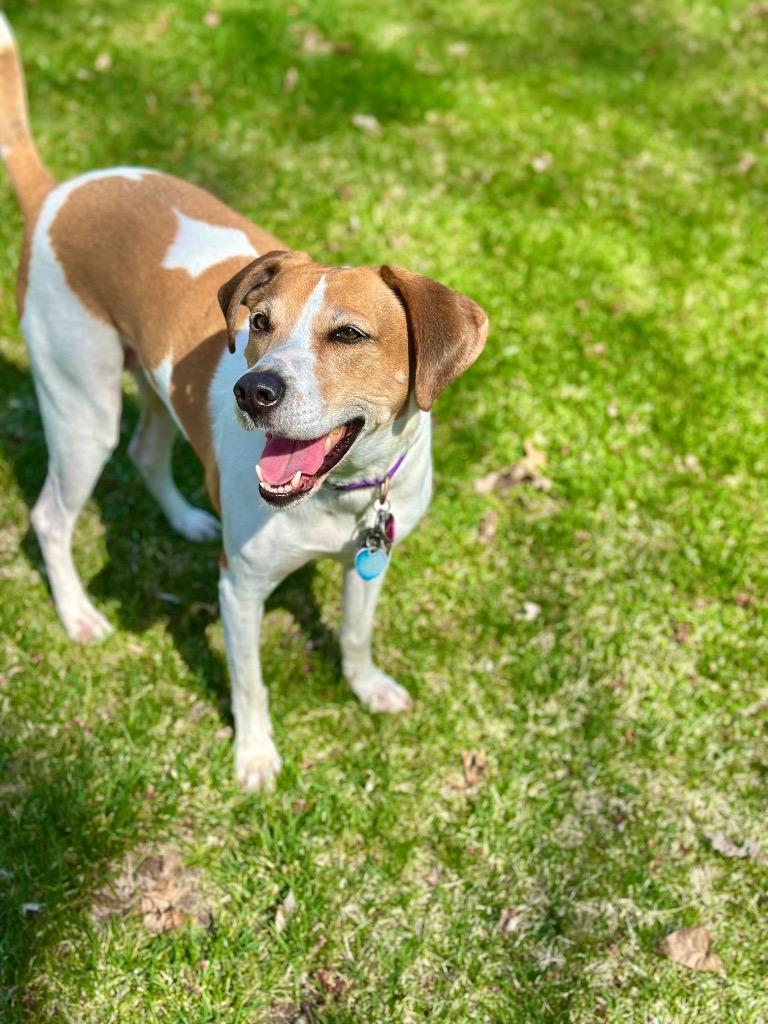 Lydia, a Adoptable mixed breed in Savage, MN image 5/6