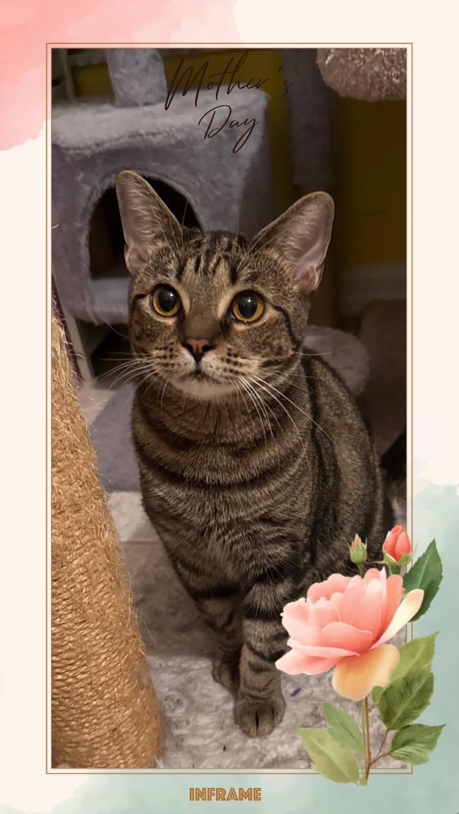 Enlarge Lili, a Adoptable Domestic Short Hair in Boston, MA image 1/6