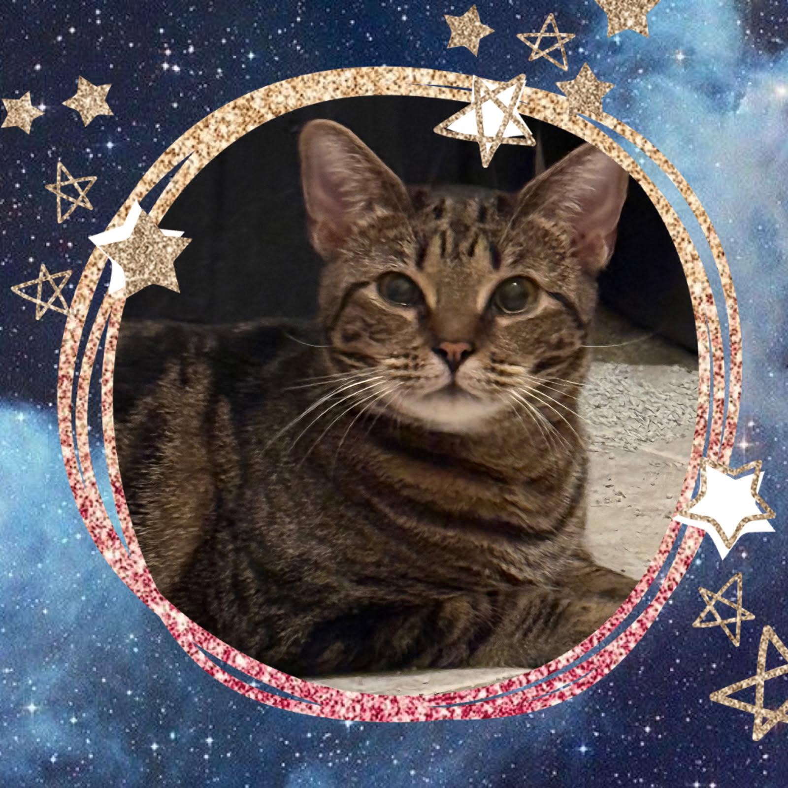 Enlarge Lili, a Adoptable Domestic Short Hair in Boston, MA image 5/6