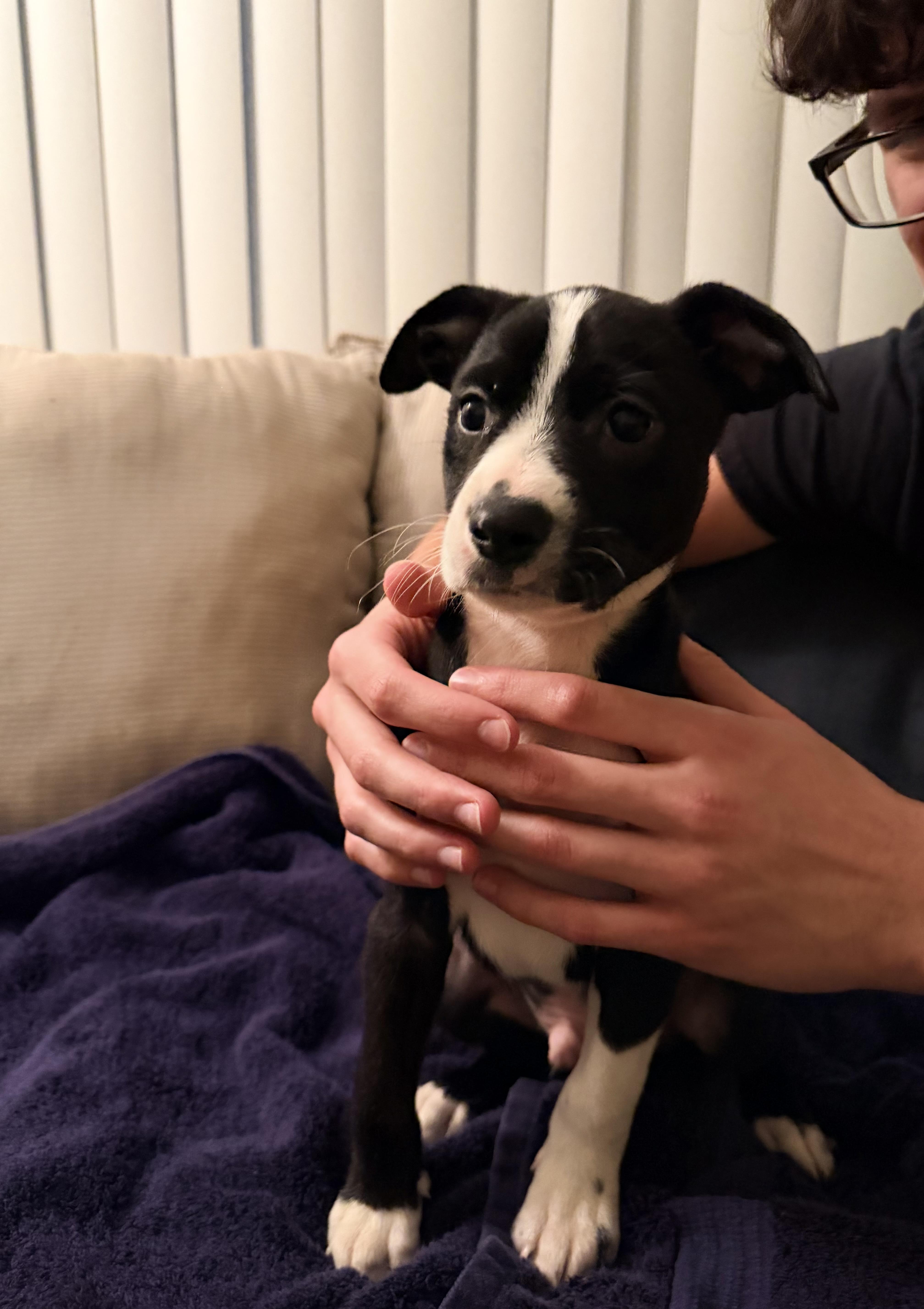 Moo-Moo, adopted, Puppy Male Labrador Retriever.