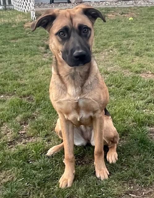 Enlarge Sharon, a Adoptable mixed breed in Parma Heights, OH image 1/1