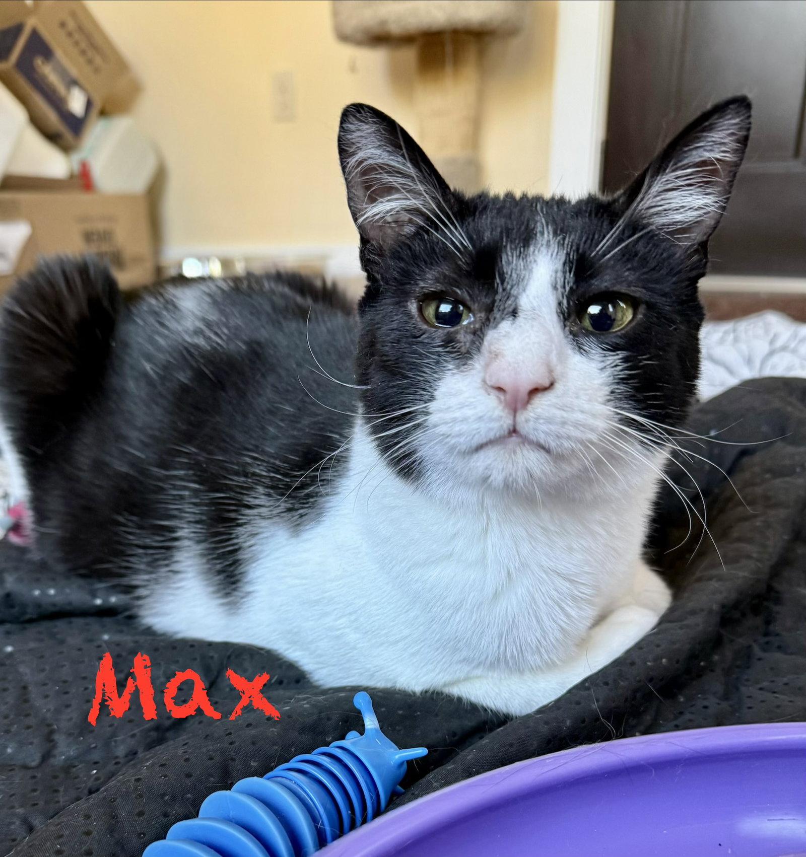 Enlarge Max, a Adoptable Domestic Short Hair in Reston, VA image 1/3