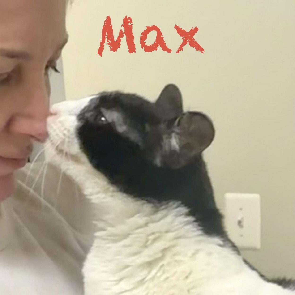 Enlarge Max, a Adoptable Domestic Short Hair in Reston, VA image 3/3