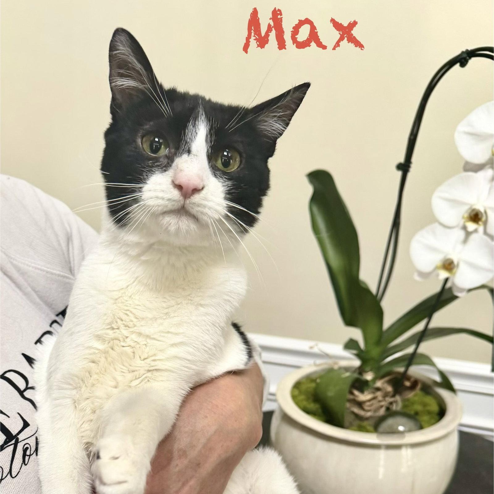 Enlarge Max, a Adoptable Domestic Short Hair in Reston, VA image 2/3