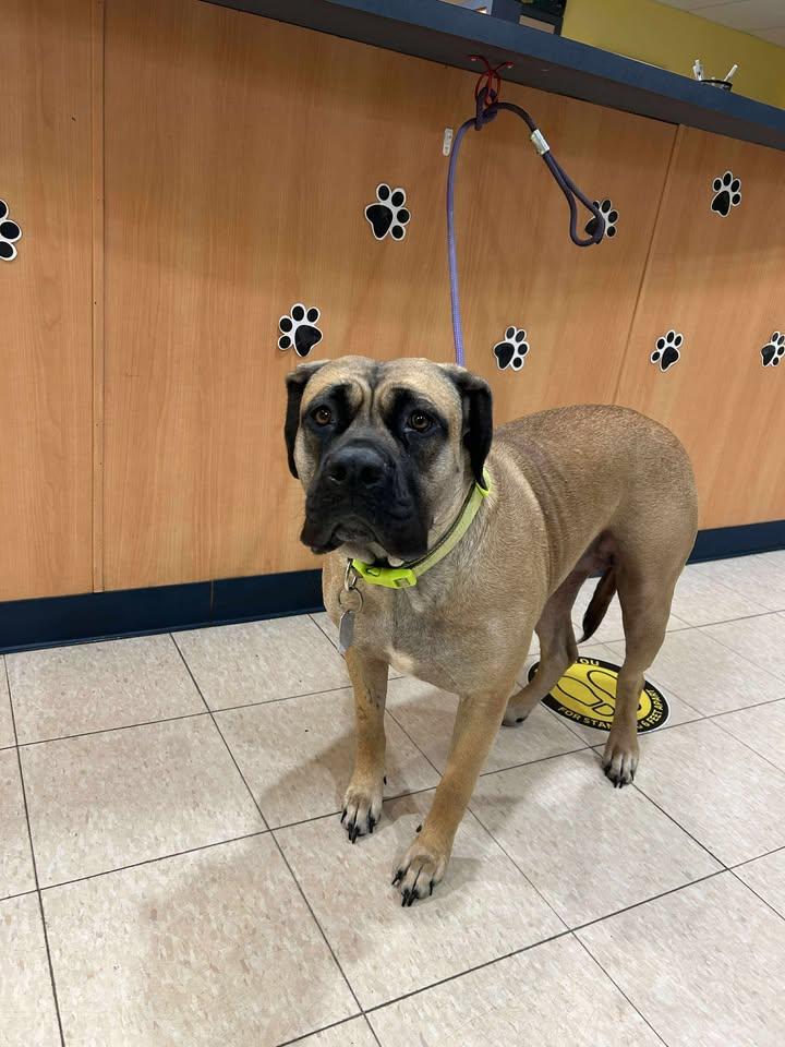 Mochi, Adoptable, Adult Female Mastiff.