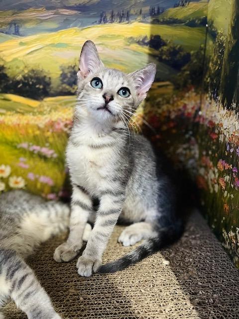 Oscar, an adoptable American Shorthair in Fort Pierce, FL image 2/5