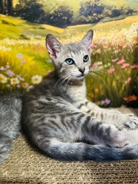 Oscar, adoptable, Kitten Male American Shorthair.