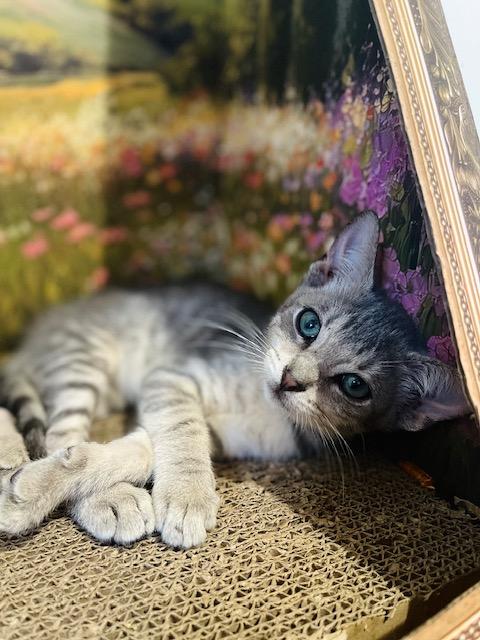 Oscar, an adoptable American Shorthair in Fort Pierce, FL image 3/5