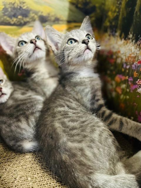 Oscar, an adoptable American Shorthair in Fort Pierce, FL image 4/5