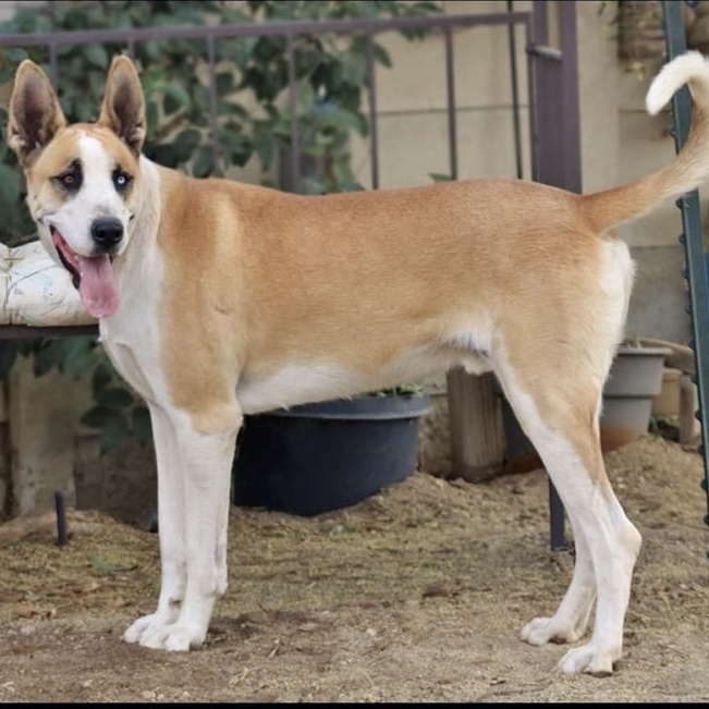 MARMADUKE, a Adoptable mixed breed in Los Angeles, CA image 1/6