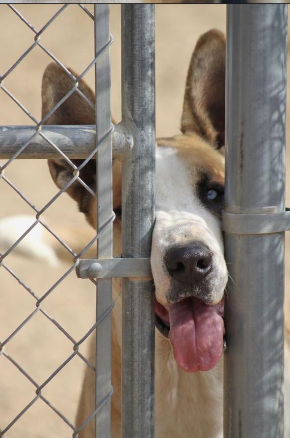 MARMADUKE, Adoptable, Young Male Great Dane.
