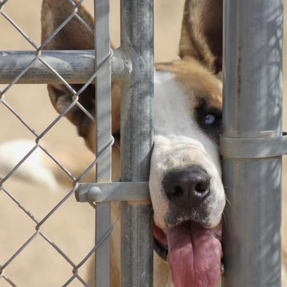 MARMADUKE, a Adoptable mixed breed in Los Angeles, CA image 2/6
