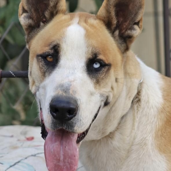 MARMADUKE, a Adoptable mixed breed in Los Angeles, CA image 3/6