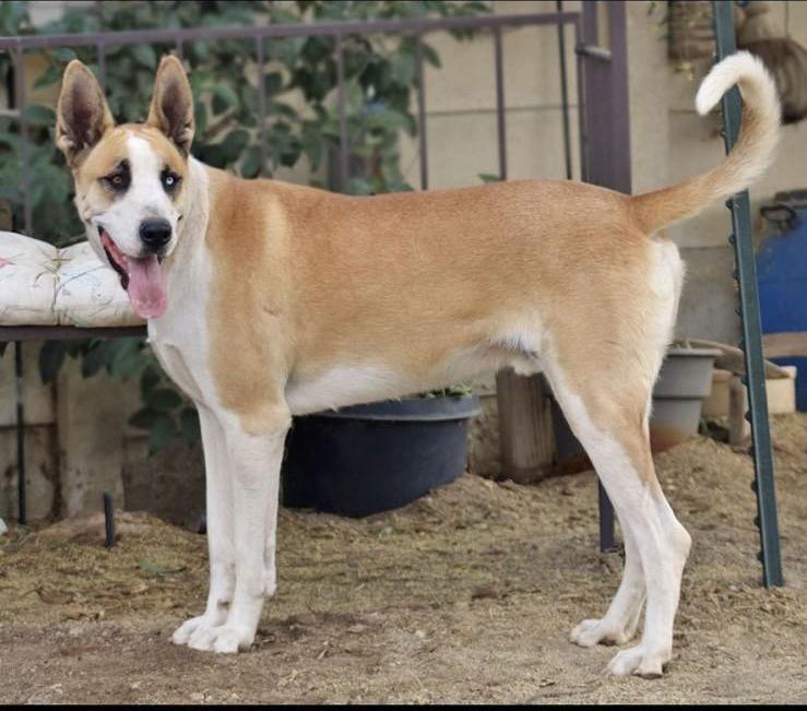 Enlarge MARMADUKE, a Adoptable Great Dane in Los Angeles, CA image 2/3