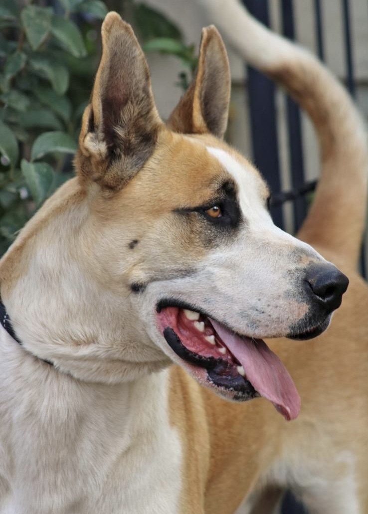 MARMADUKE, a Adoptable mixed breed in Los Angeles, CA image 4/6