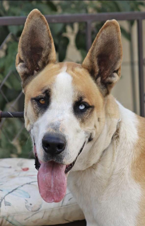 Enlarge MARMADUKE, a Adoptable Great Dane in Los Angeles, CA image 3/3