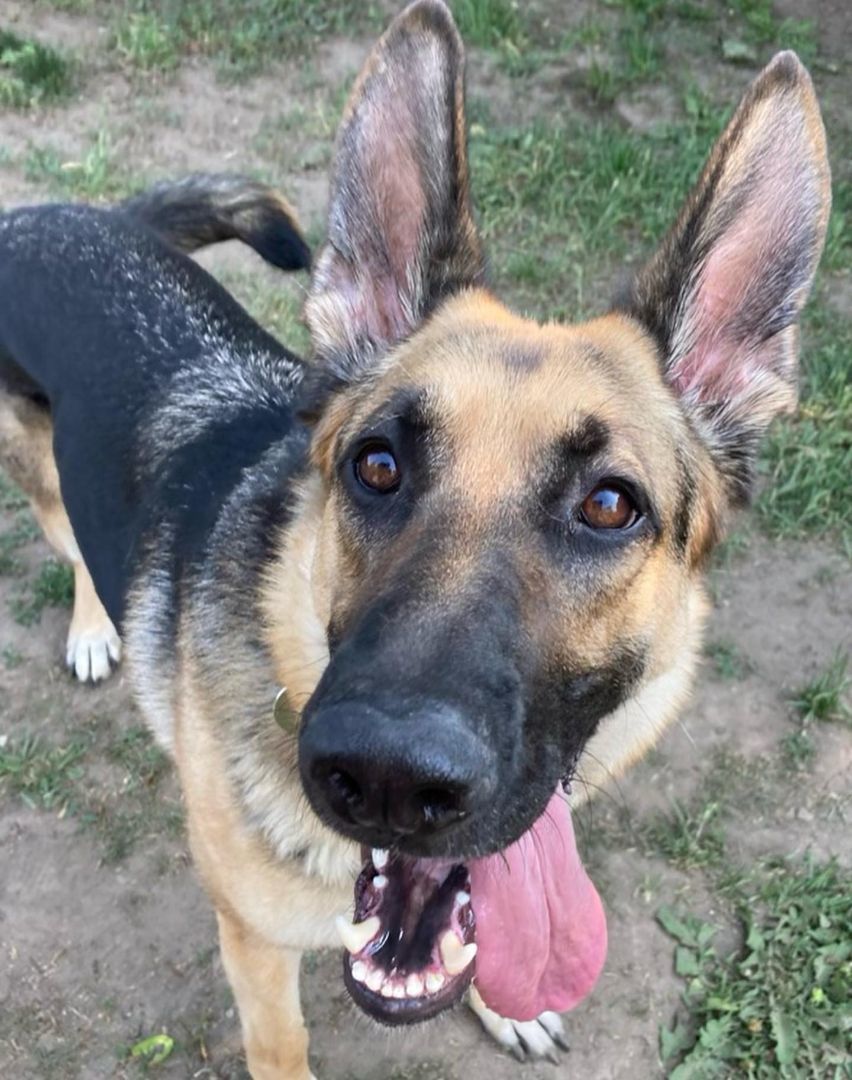 Roxey, Adopted, Young Female German Shepherd Dog.