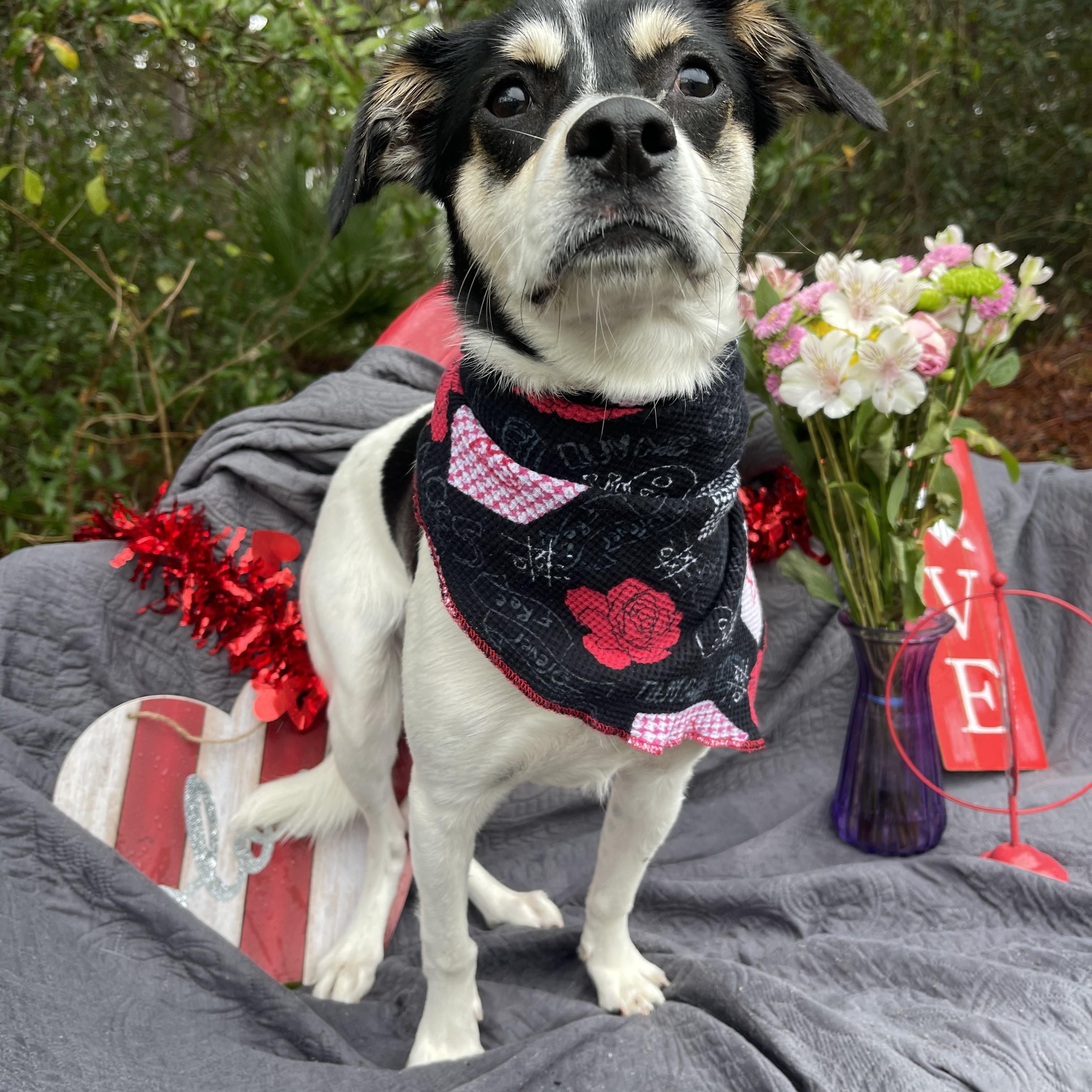 Robbie, Adoptable, Young Male Rat Terrier.