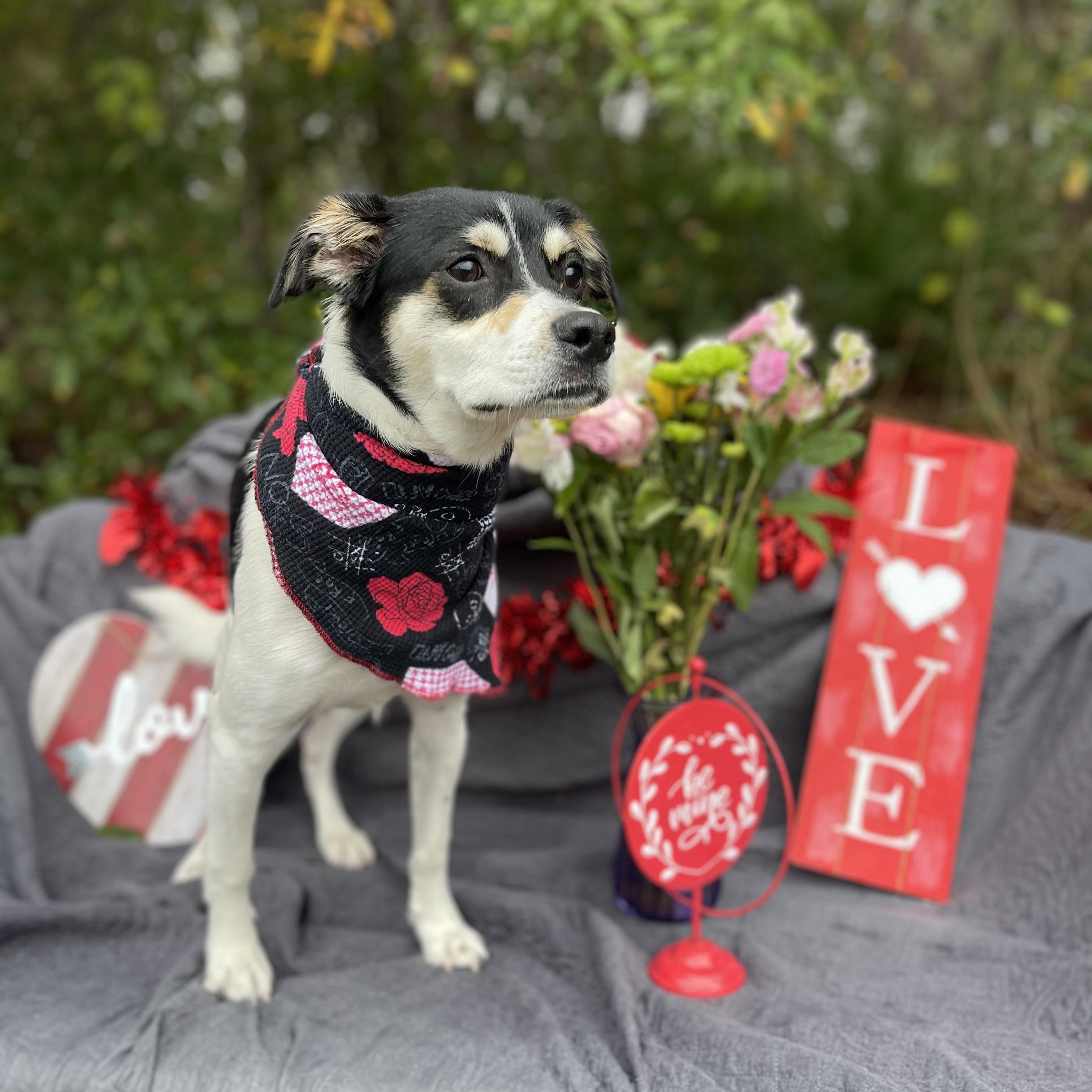 Robbie, a Adoptable mixed breed in Sebring, FL image 4/6