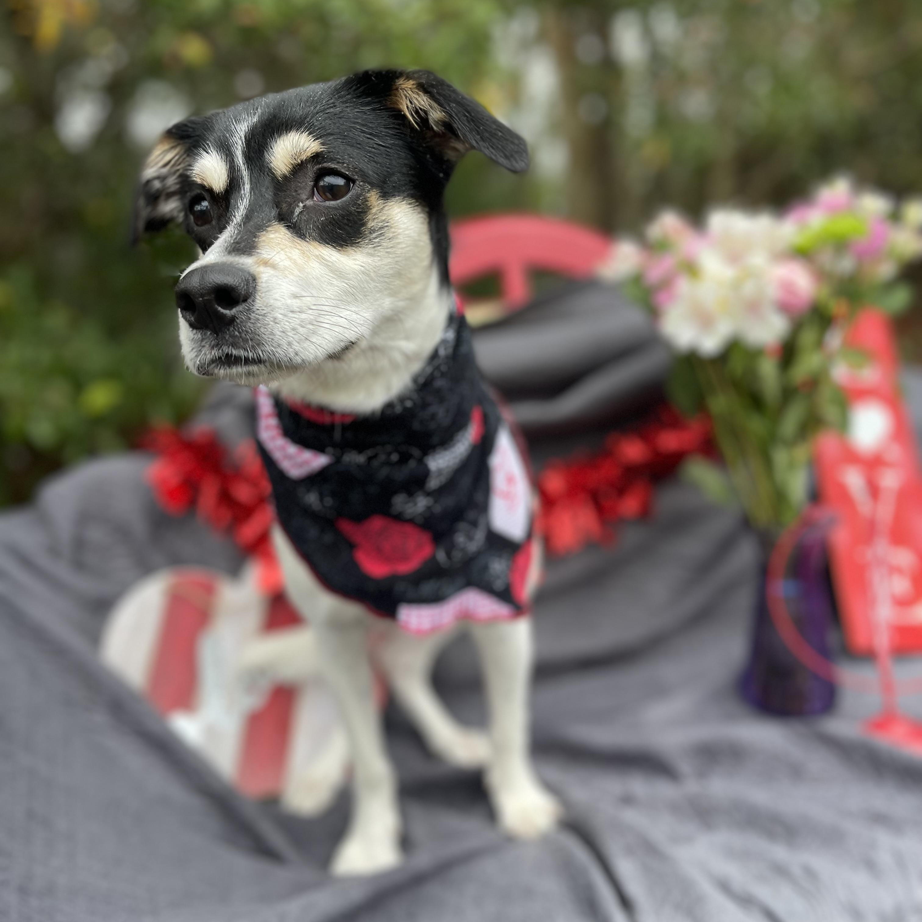 Robbie, a Adoptable mixed breed in Sebring, FL image 6/6