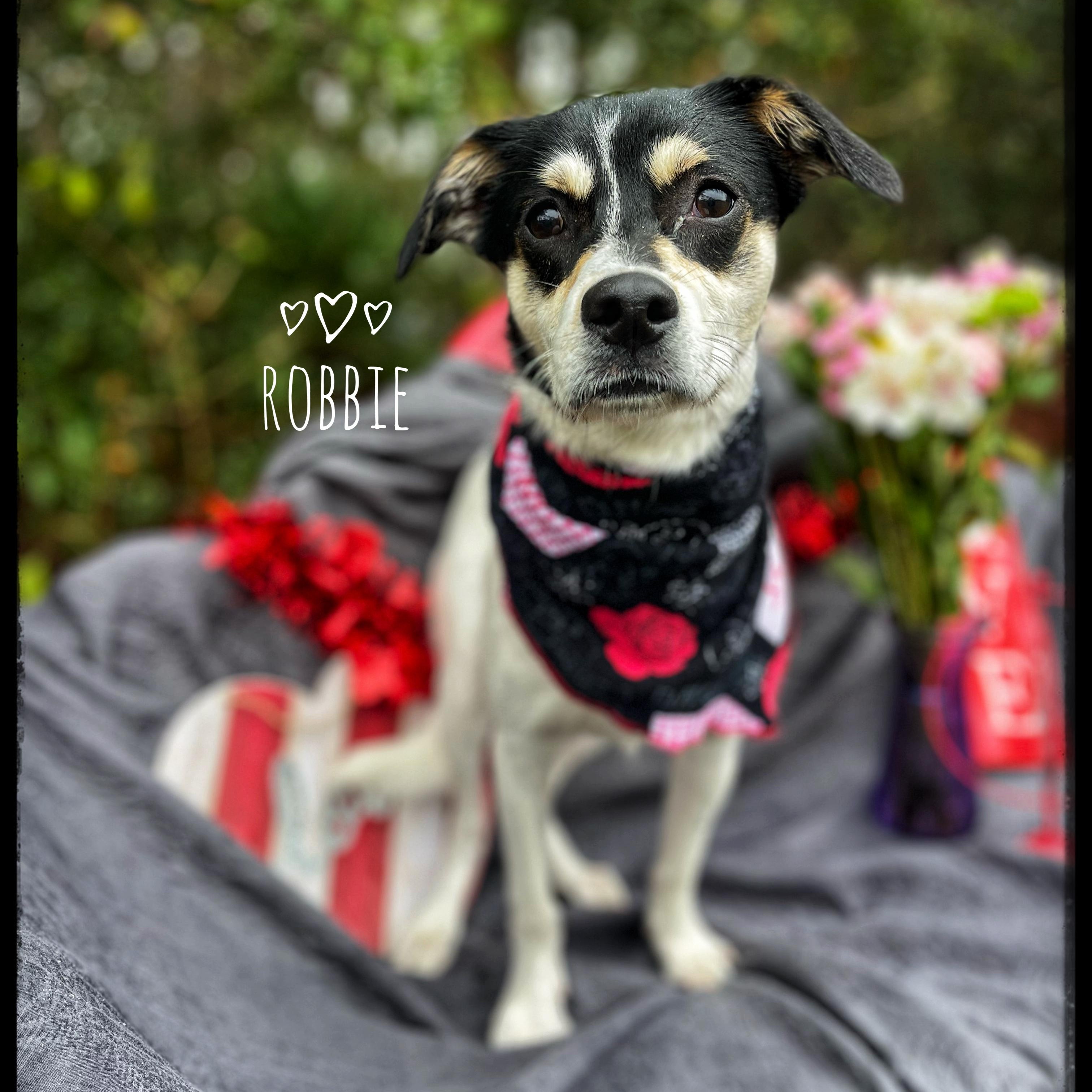 Robbie, Adoptable, Young Male Rat Terrier.