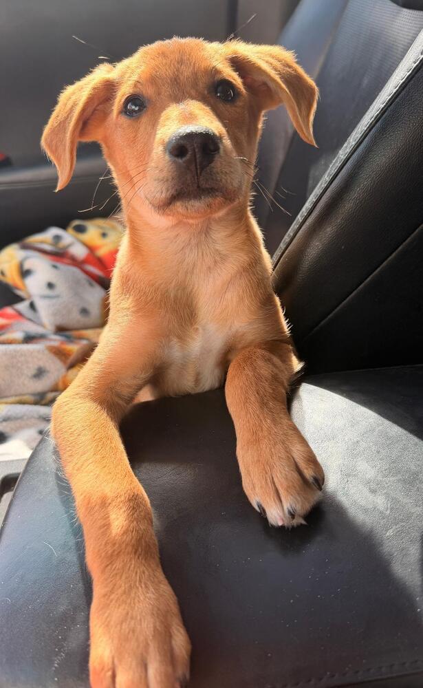 Enlarge Pansy - Fostered in SE Nebraska, a Adoptable mixed breed in Shawnee Mission, KS image 1/5