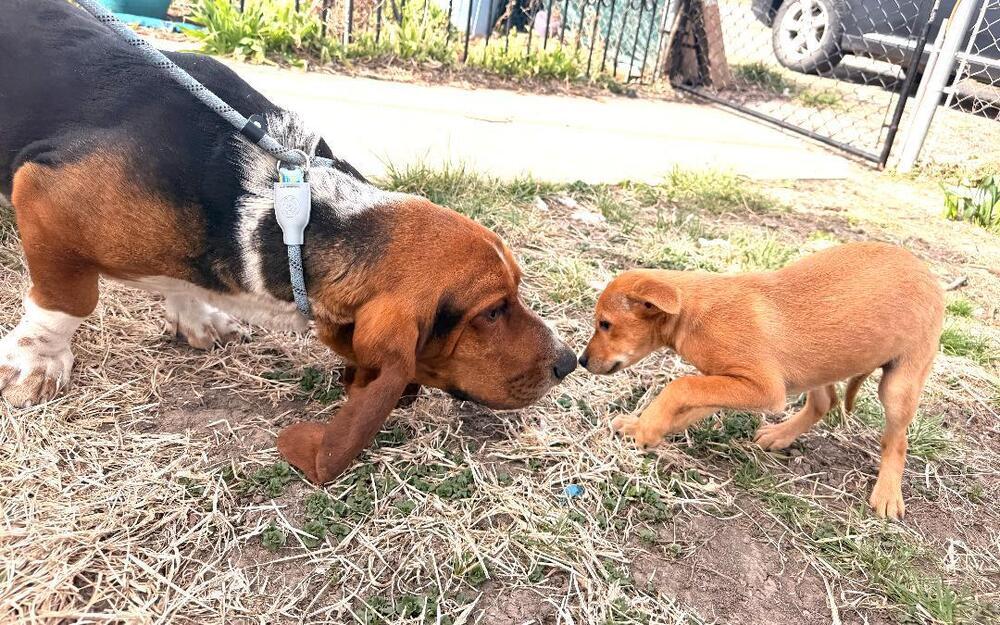 Enlarge Pansy - Fostered in SE Nebraska, a Adoptable mixed breed in Shawnee Mission, KS image 2/5