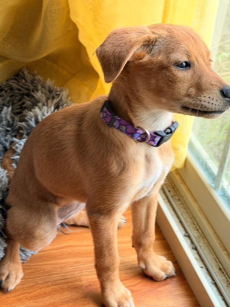 Enlarge Pansy - Fostered in SE Nebraska, a Adoptable mixed breed in Shawnee Mission, KS image 3/5