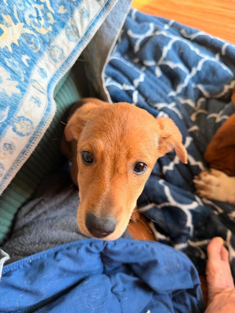 Enlarge Pansy - Fostered in SE Nebraska, a Adoptable mixed breed in Shawnee Mission, KS image 4/5