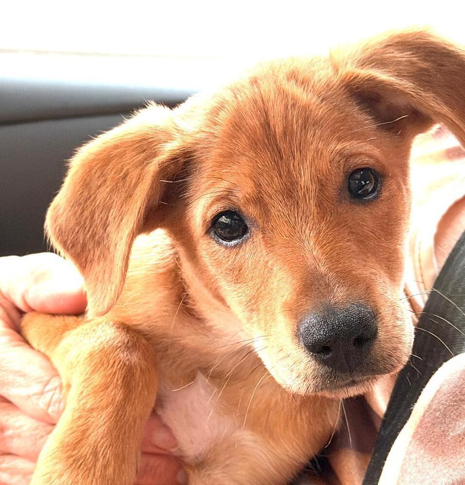 Enlarge Pansy - Fostered in SE Nebraska, a Adoptable mixed breed in Shawnee Mission, KS image 5/5