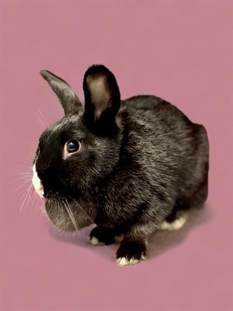 Enlarge BLACKY, a Adoptable Bunny Rabbit in Agoura, CA image 1/1