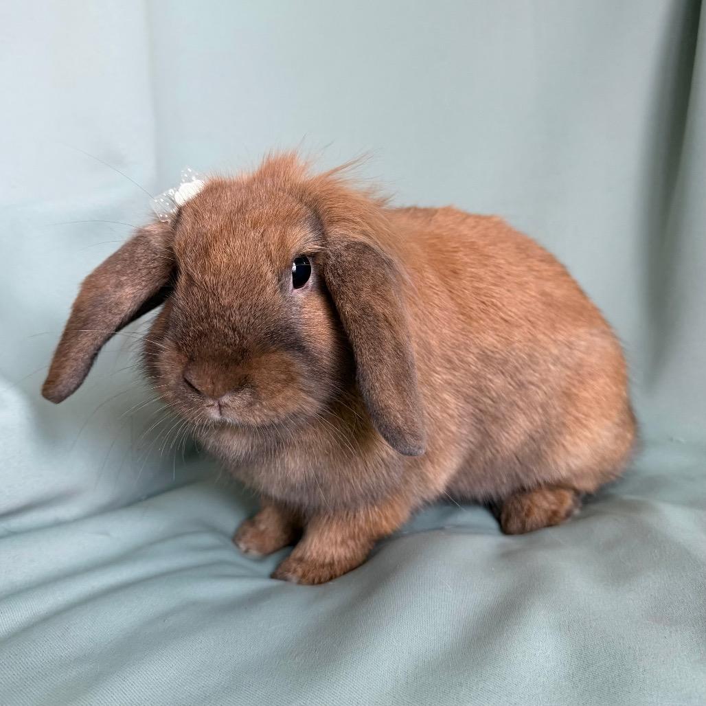 Jingle Hop, adopted, Young Female Holland Lop.